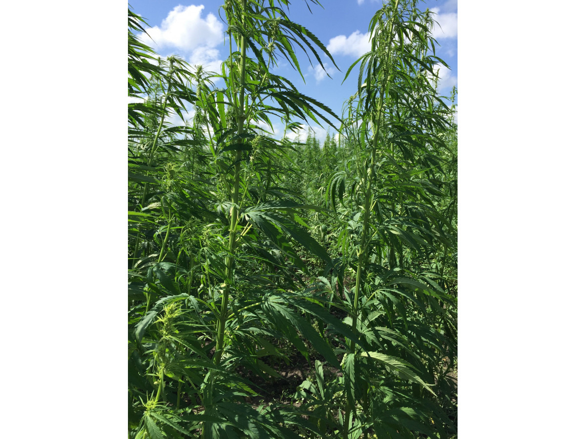 1. Growing and processing hemp